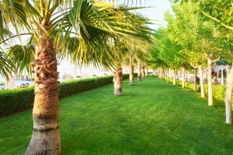 green-palm-park-their-shadows-grass (1) green-palm-park-their-shadows-grass (1)